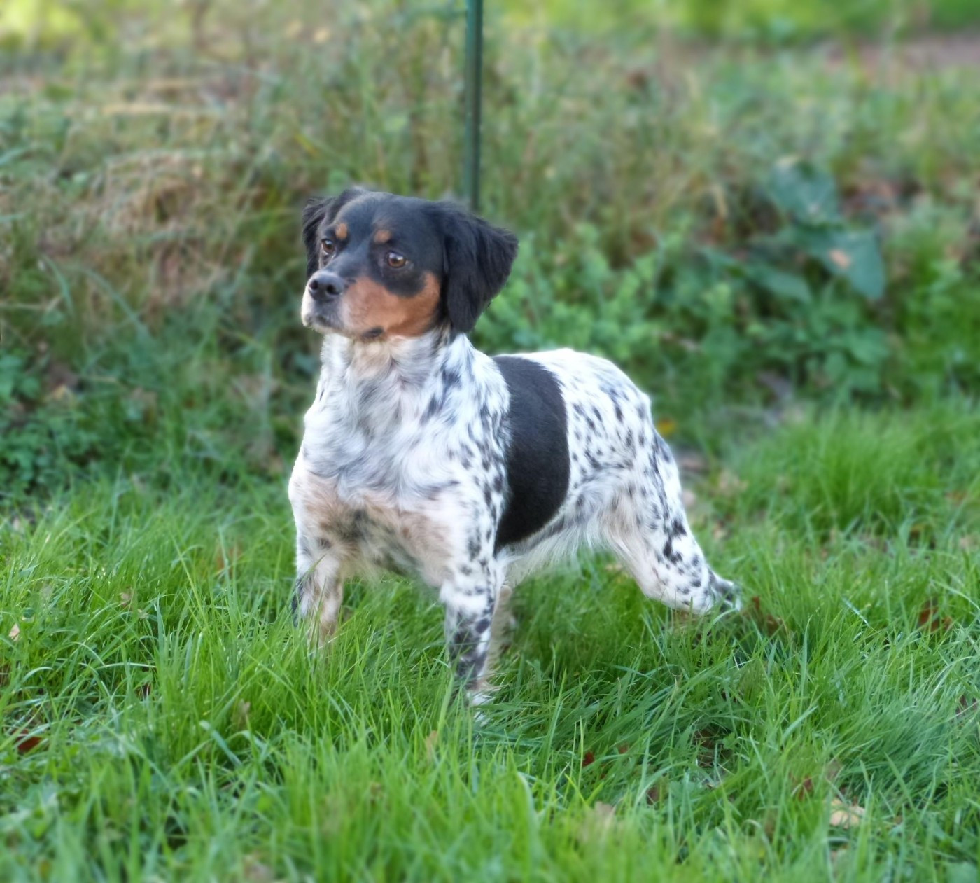 VAN CLEEF ARPELS YSL Du Coeur Ambre