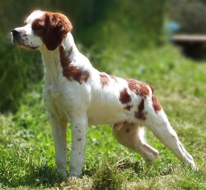 THOR De la plaine marat