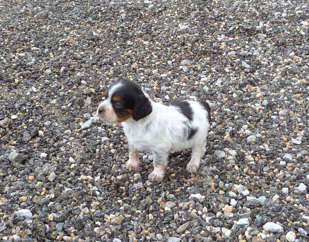 Chiots à réserver