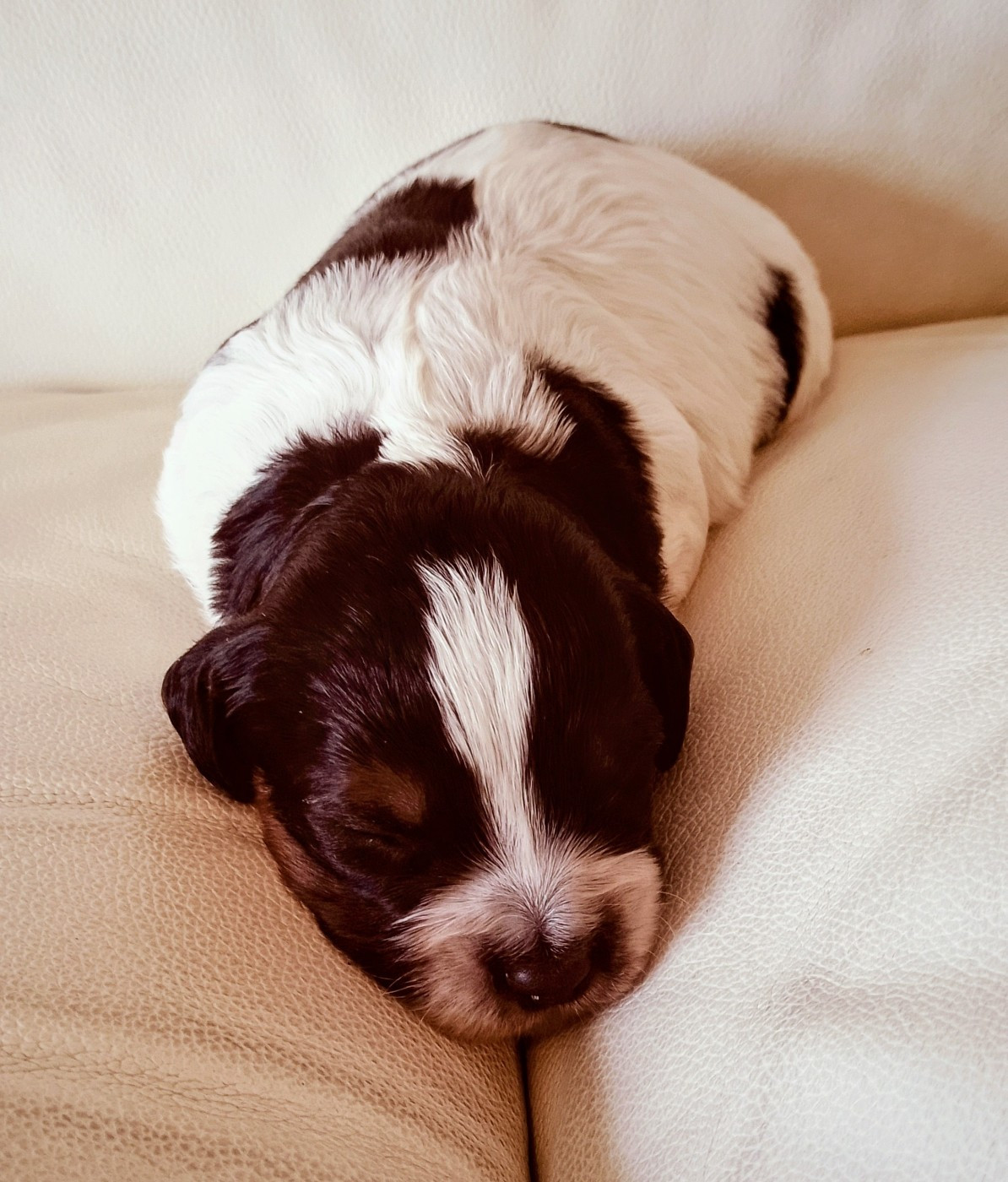 Chiot à réserver