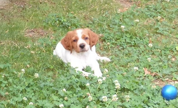 CHIOTS DISPONIBLES