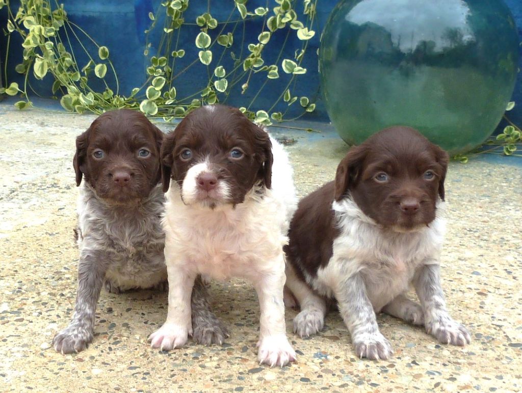 Chiots disponibles 
