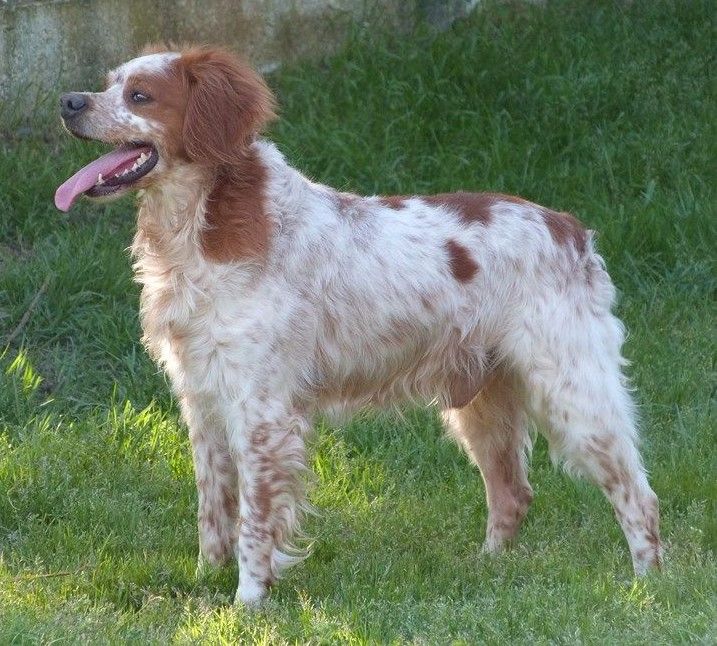 En mémoire aux chiens que j'ai tant aimé