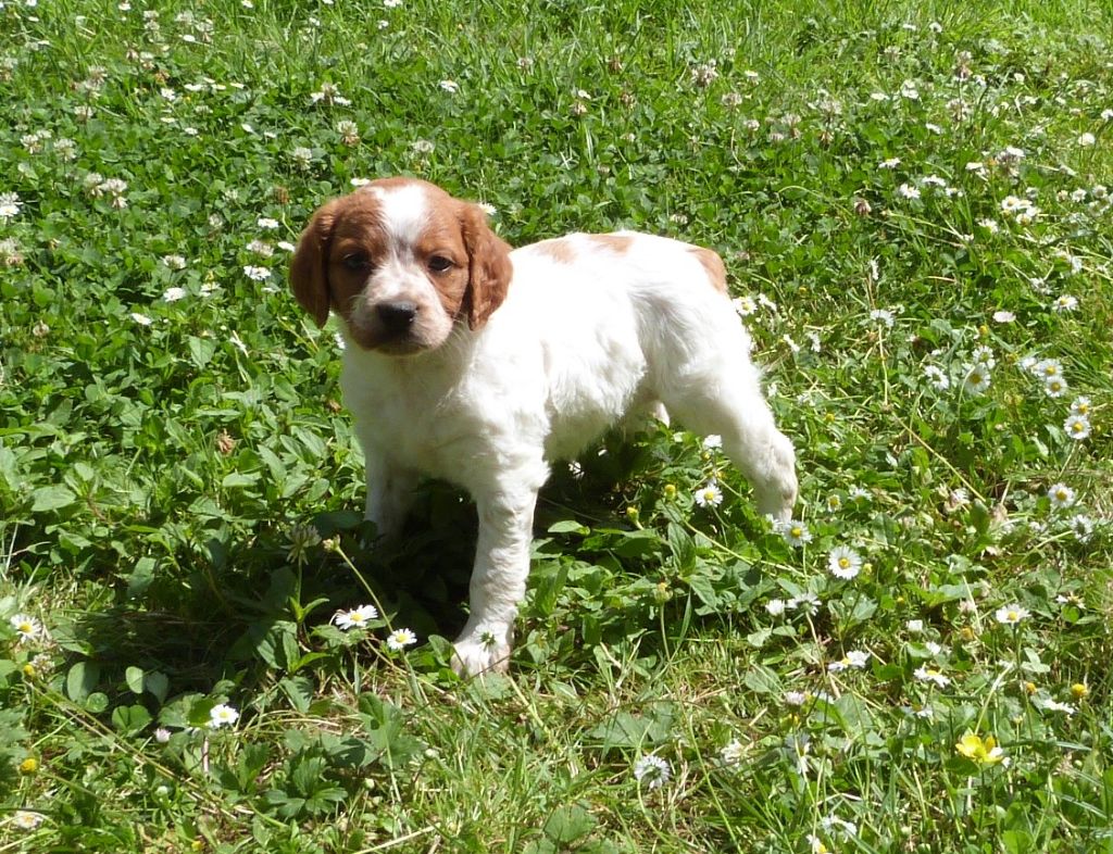 Du Coeur Ambre - Chiots disponibles - Epagneul Breton