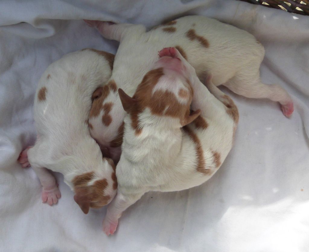 Du Coeur Ambre - Chiots disponibles - Epagneul Breton