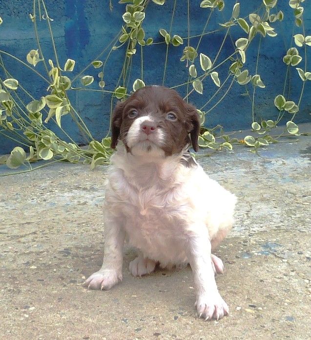 Du Coeur Ambre - Chiots disponibles - Epagneul Breton