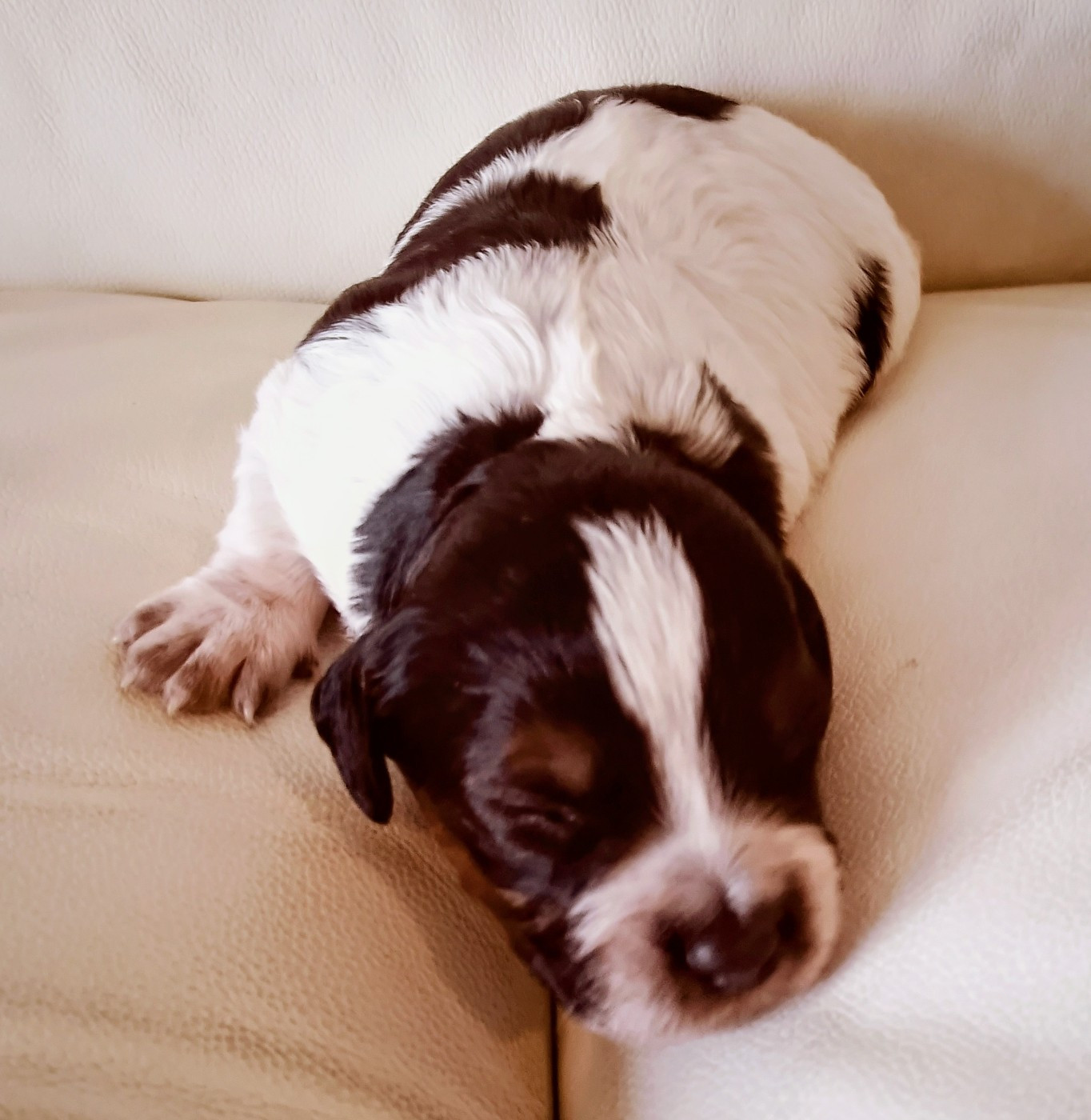 Du Coeur Ambre - Chiots disponibles - Epagneul Breton