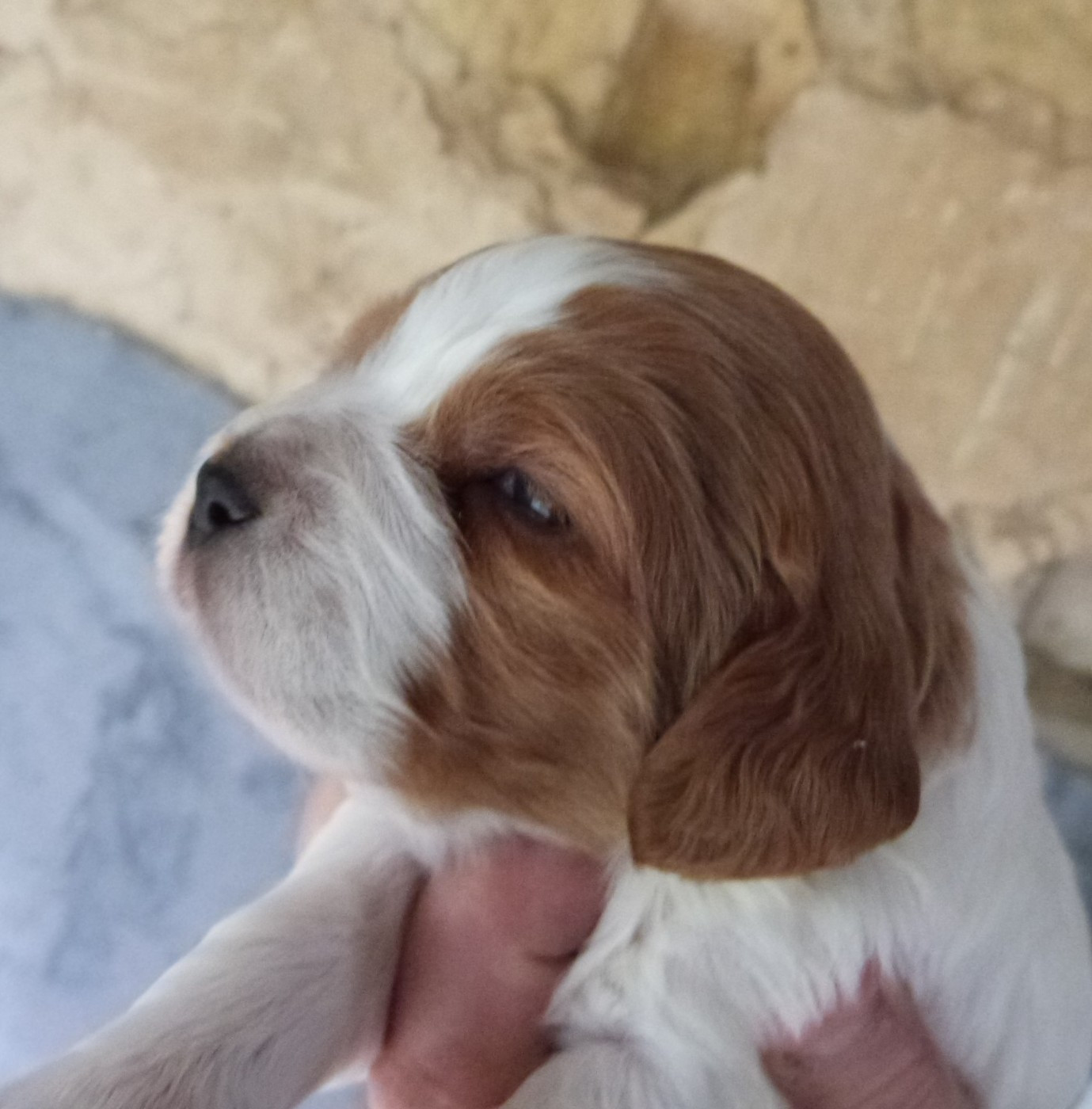 Du Coeur Ambre - Chiots disponibles - Epagneul Breton