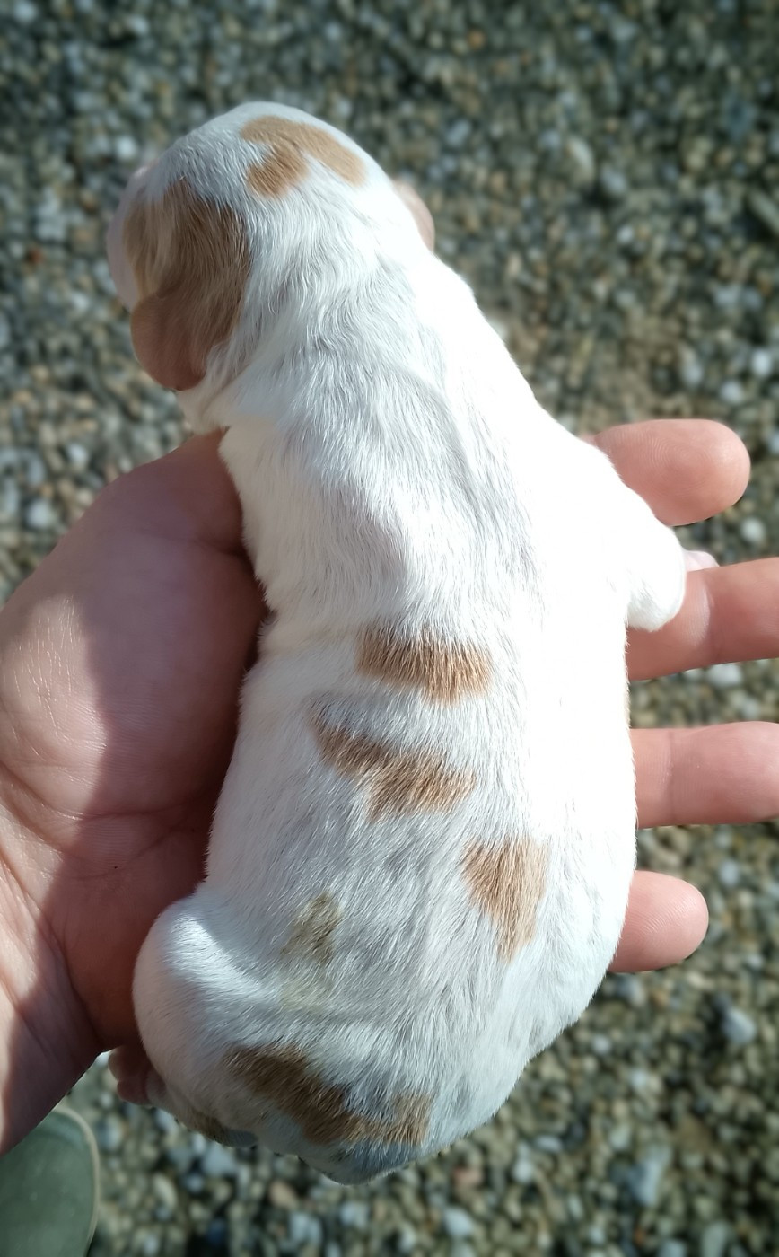 Du Coeur Ambre - Chiots disponibles - Epagneul Breton