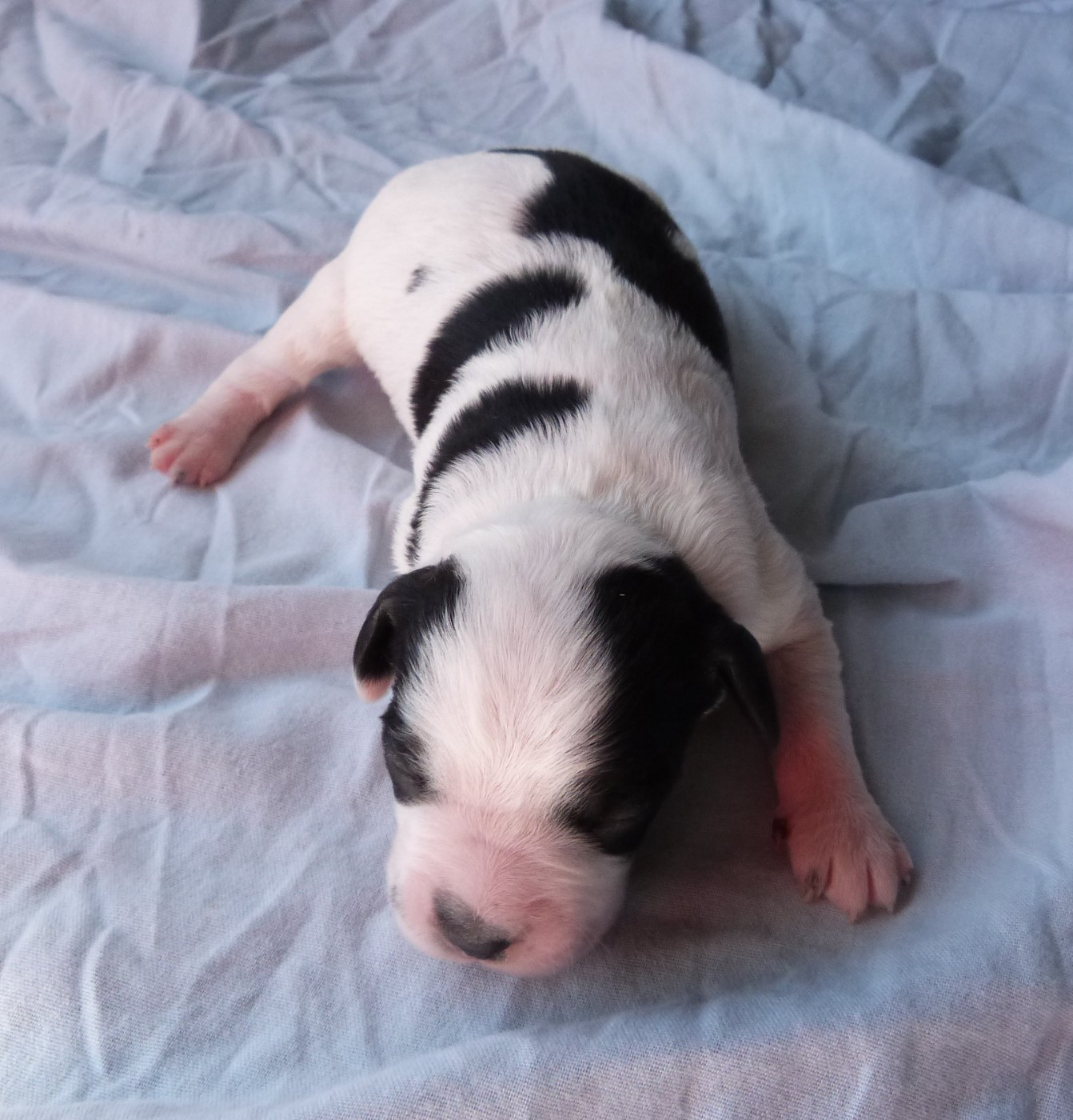 Du Coeur Ambre - Chiots disponibles - Epagneul Breton