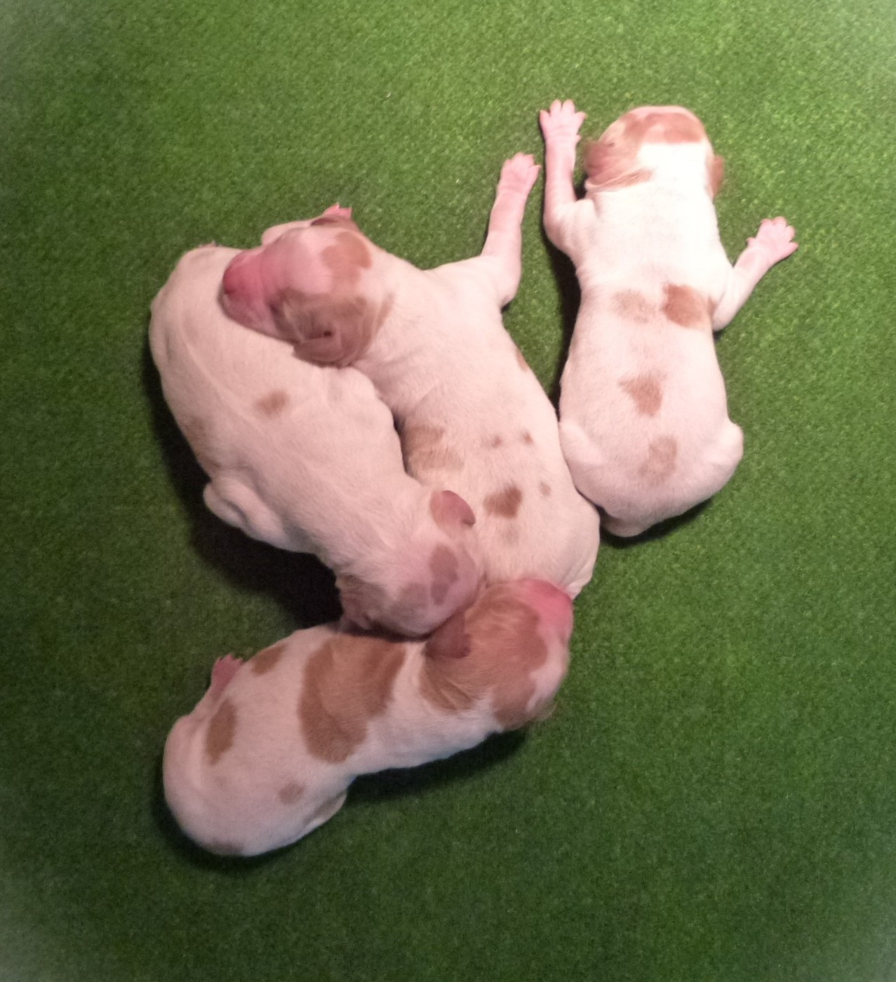 Du Coeur Ambre - Chiots disponibles - Epagneul Breton