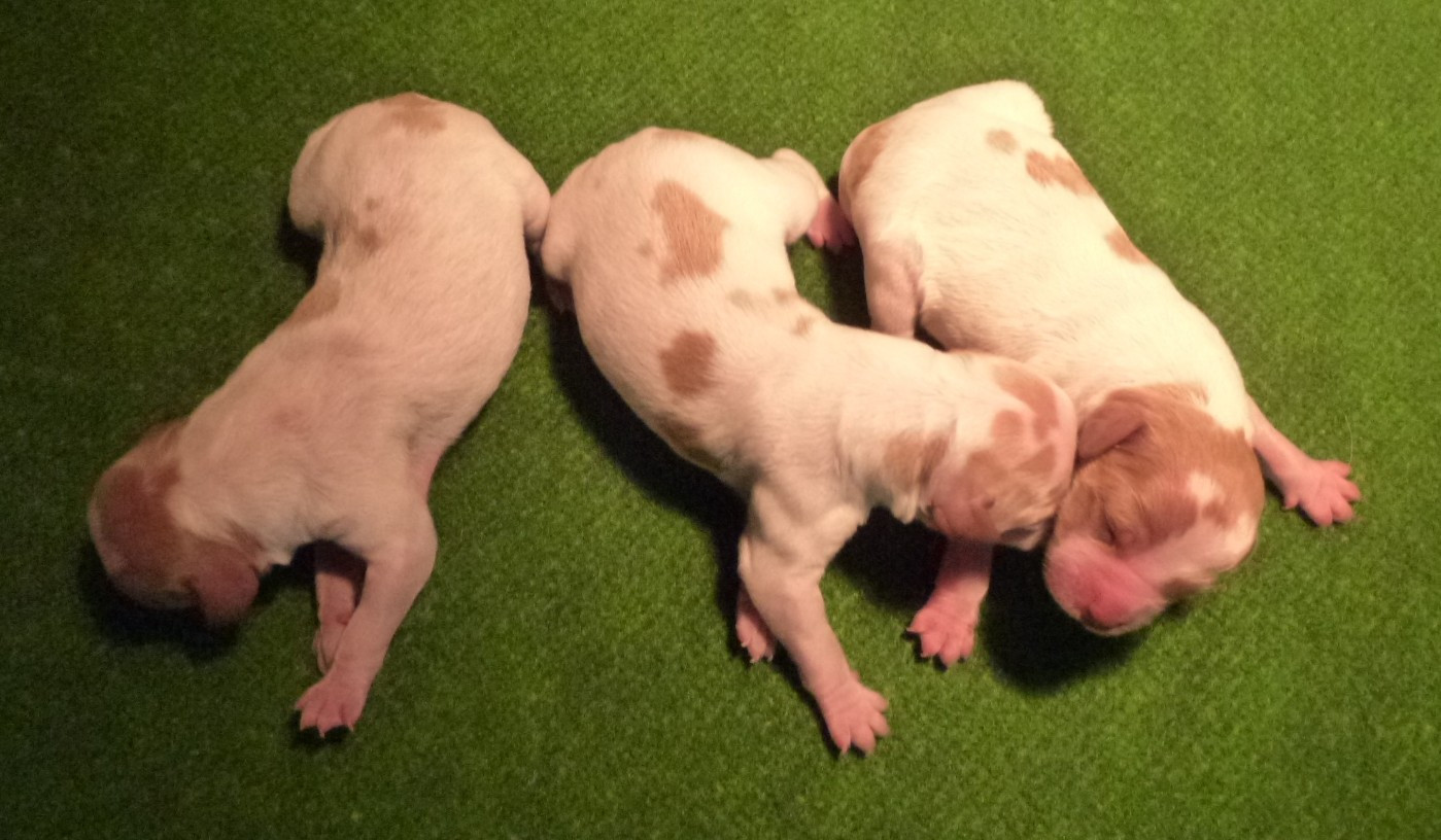 Du Coeur Ambre - Chiots disponibles - Epagneul Breton