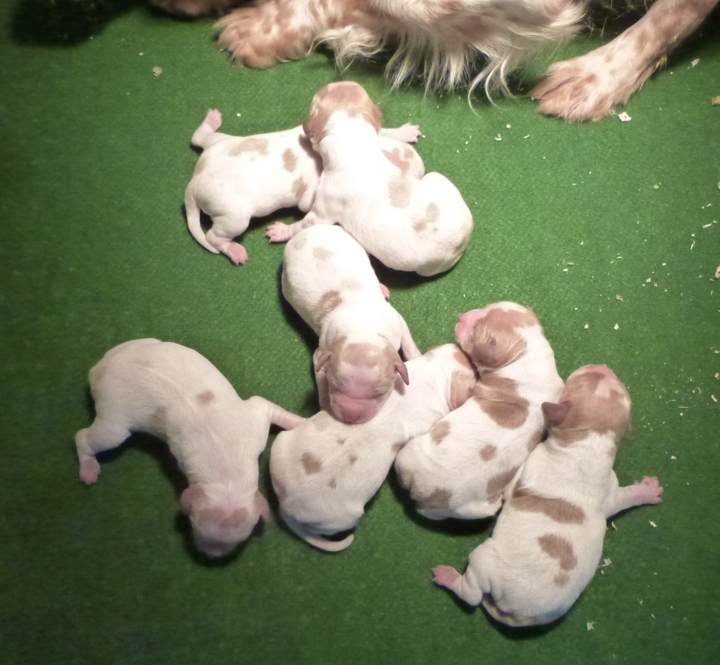 Chiot Epagneul Breton Du Coeur Ambre