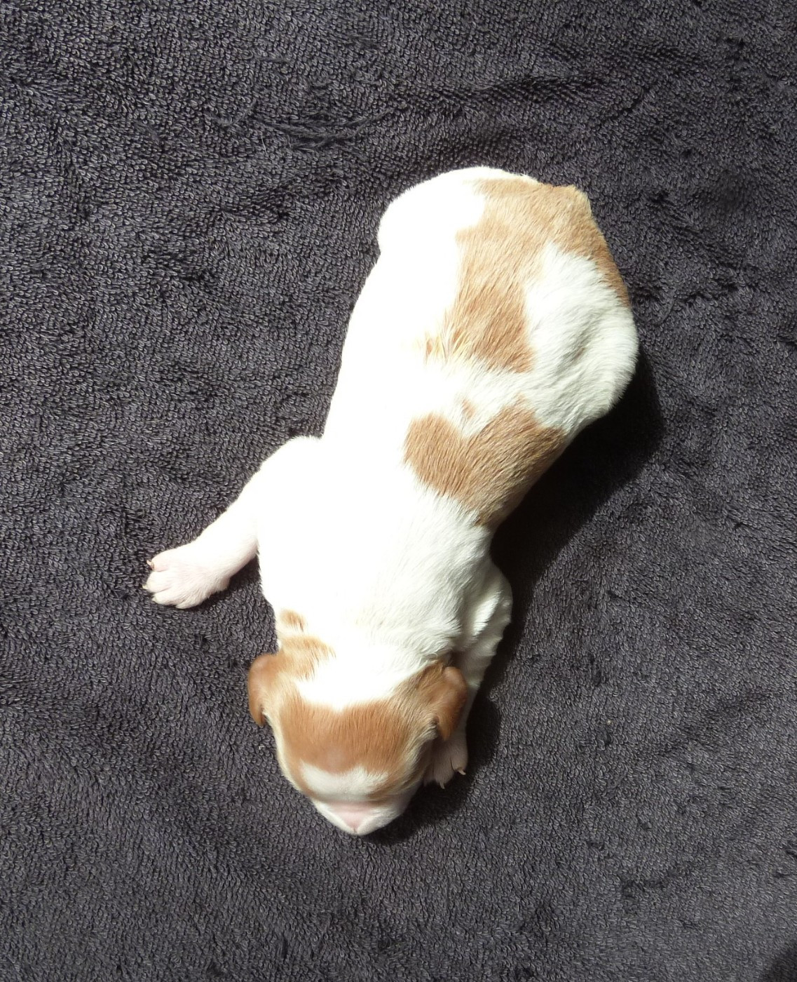 Du Coeur Ambre - Chiots disponibles - Epagneul Breton
