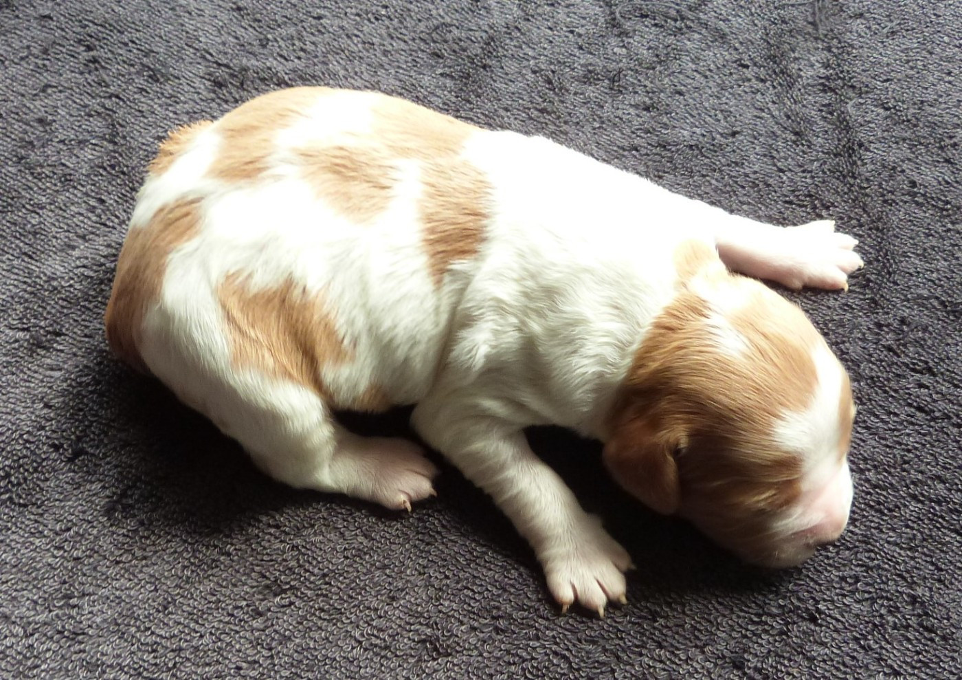 Du Coeur Ambre - Chiots disponibles - Epagneul Breton