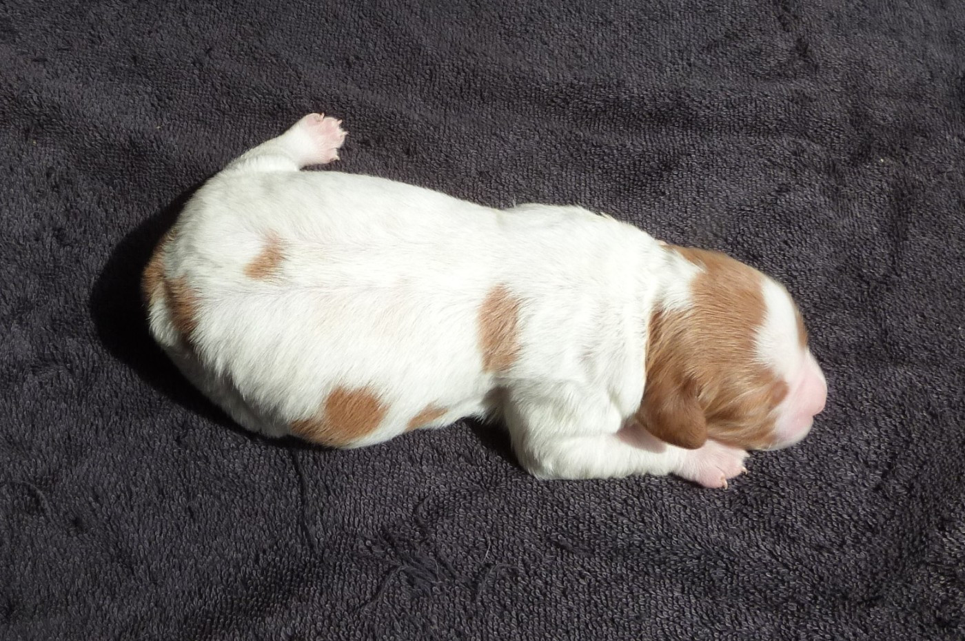 Du Coeur Ambre - Chiots disponibles - Epagneul Breton