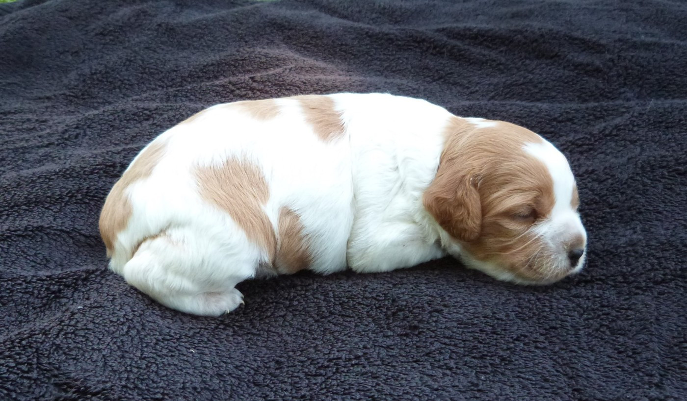 Du Coeur Ambre - Chiots disponibles - Epagneul Breton
