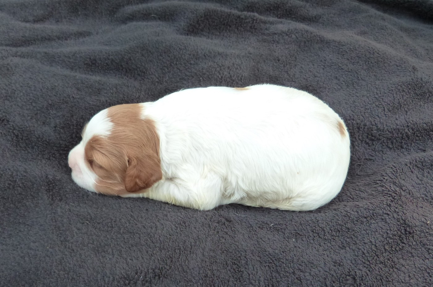 Du Coeur Ambre - Chiots disponibles - Epagneul Breton