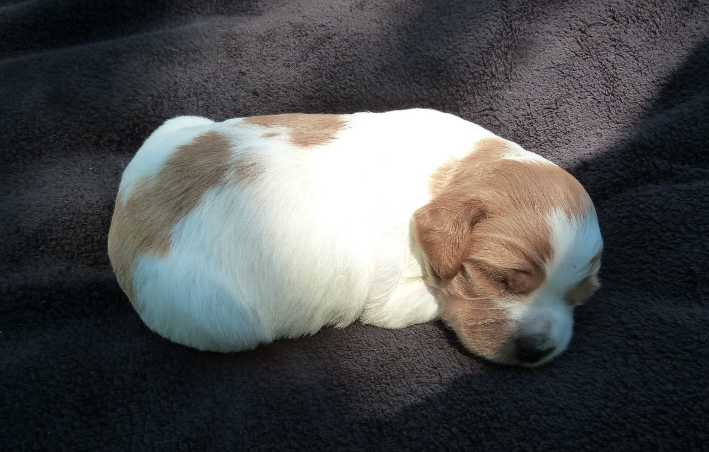 Du Coeur Ambre - Chiots disponibles - Epagneul Breton