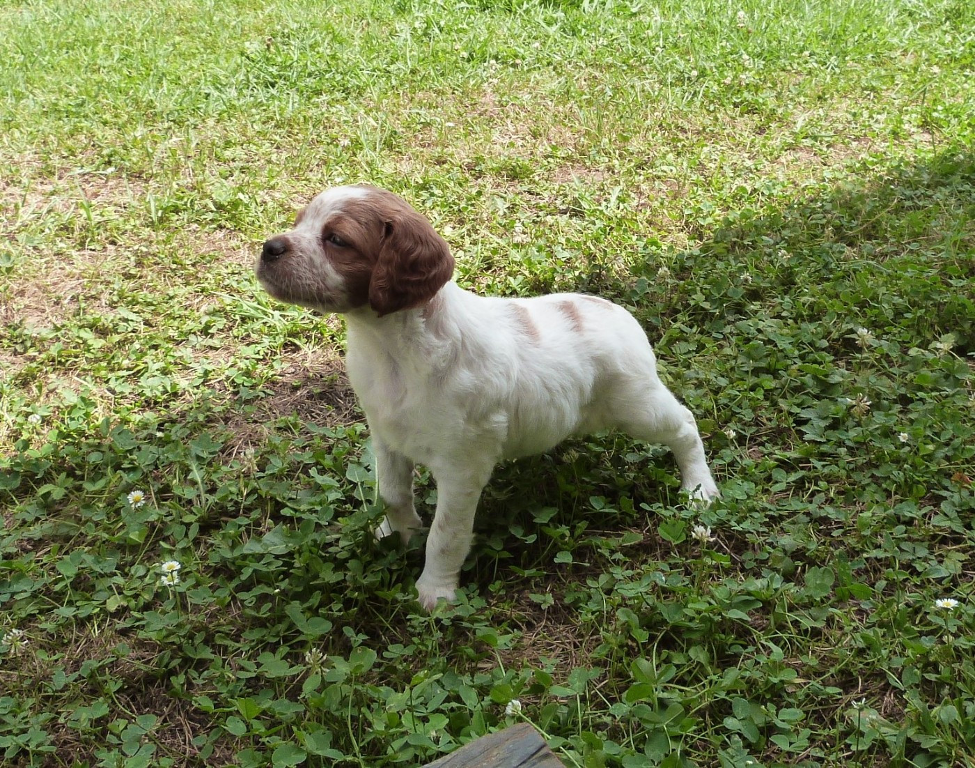 Du Coeur Ambre - Chiots disponibles - Epagneul Breton