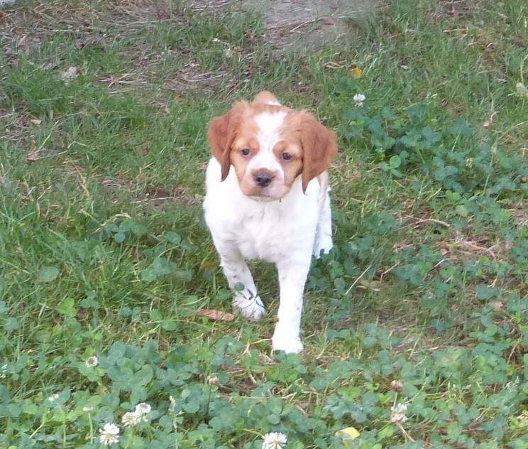 Du Coeur Ambre - Chiots disponibles - Epagneul Breton