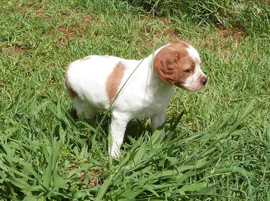 Du Coeur Ambre - Chiots disponibles - Epagneul Breton