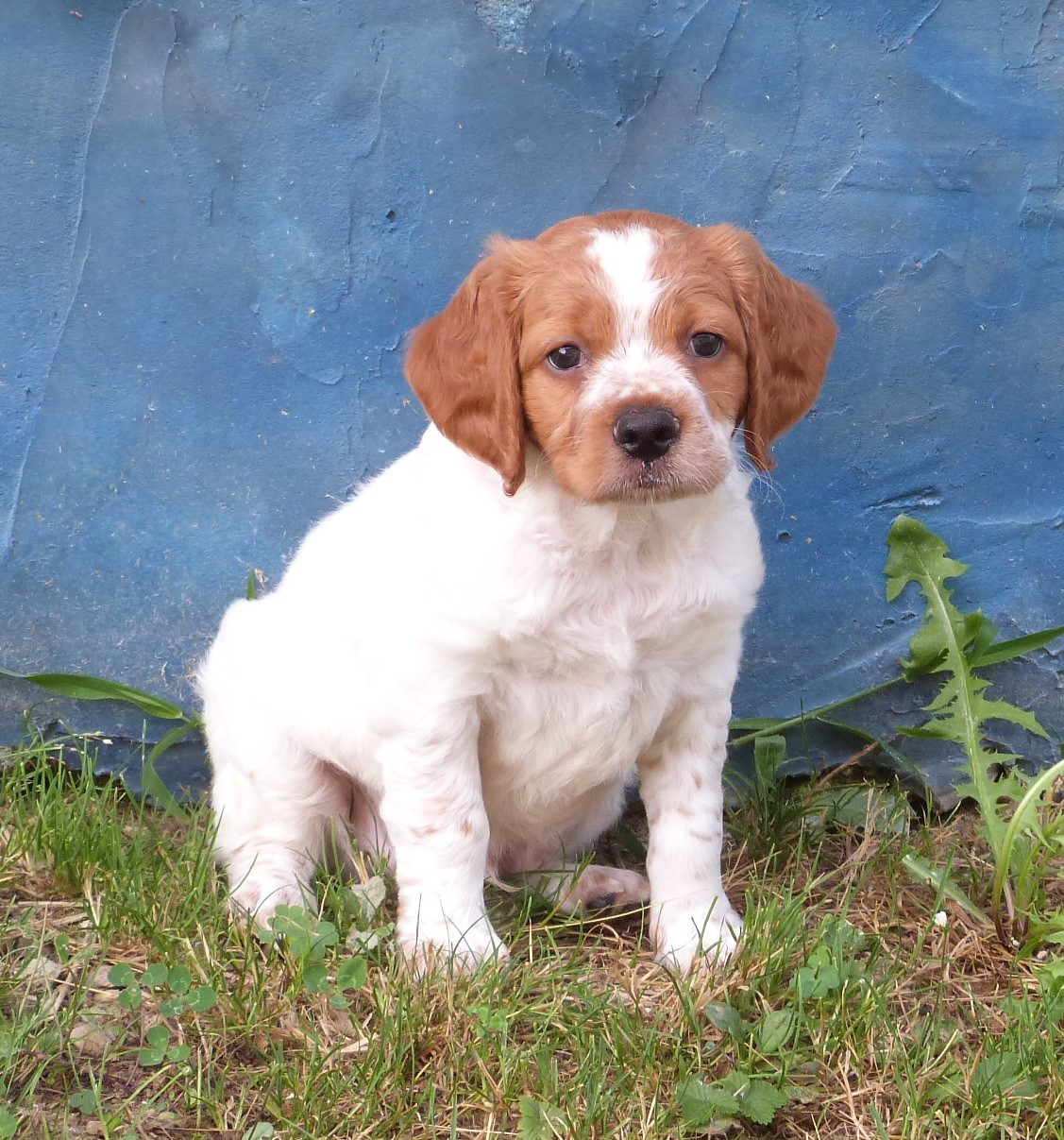 Du Coeur Ambre - Chiots disponibles - Epagneul Breton