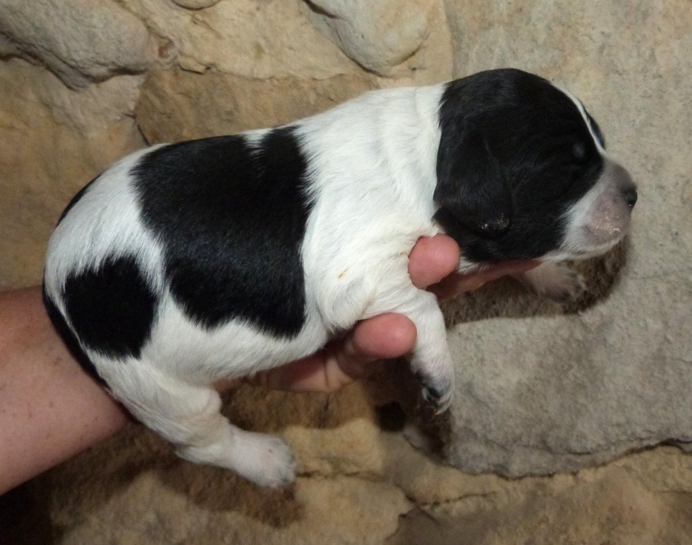 Du Coeur Ambre - Chiots disponibles - Epagneul Breton