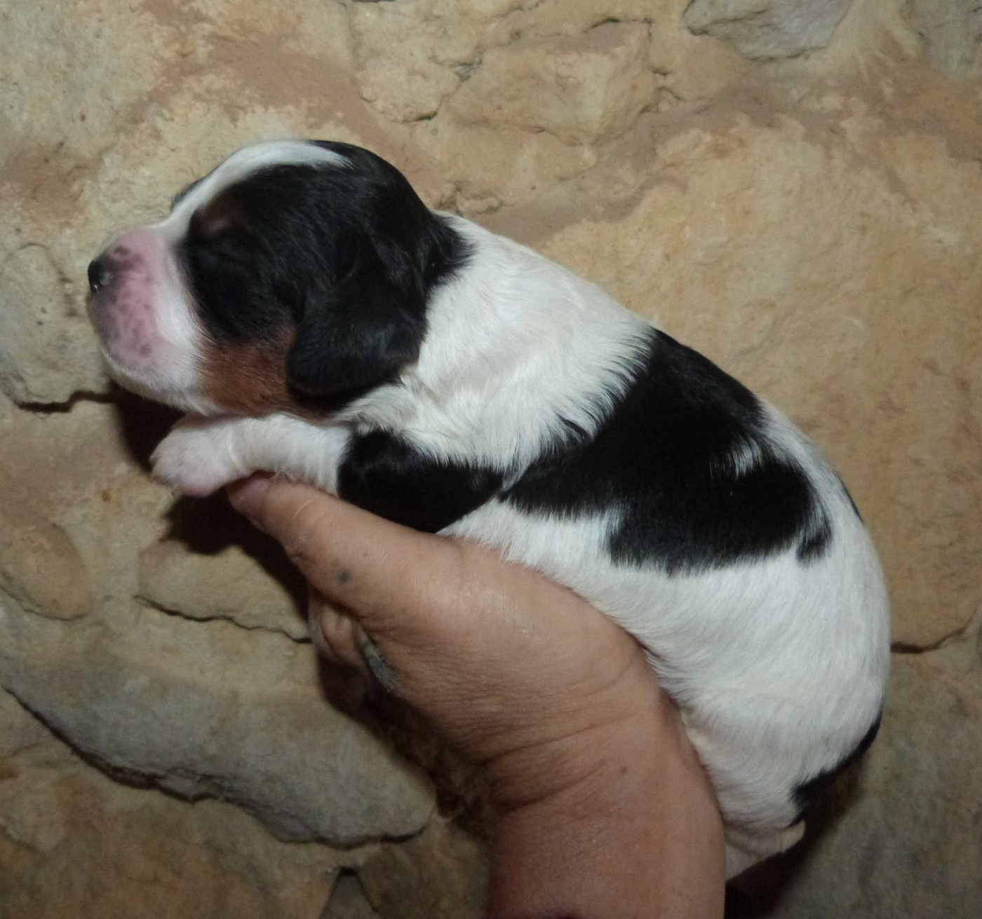 Du Coeur Ambre - Chiots disponibles - Epagneul Breton