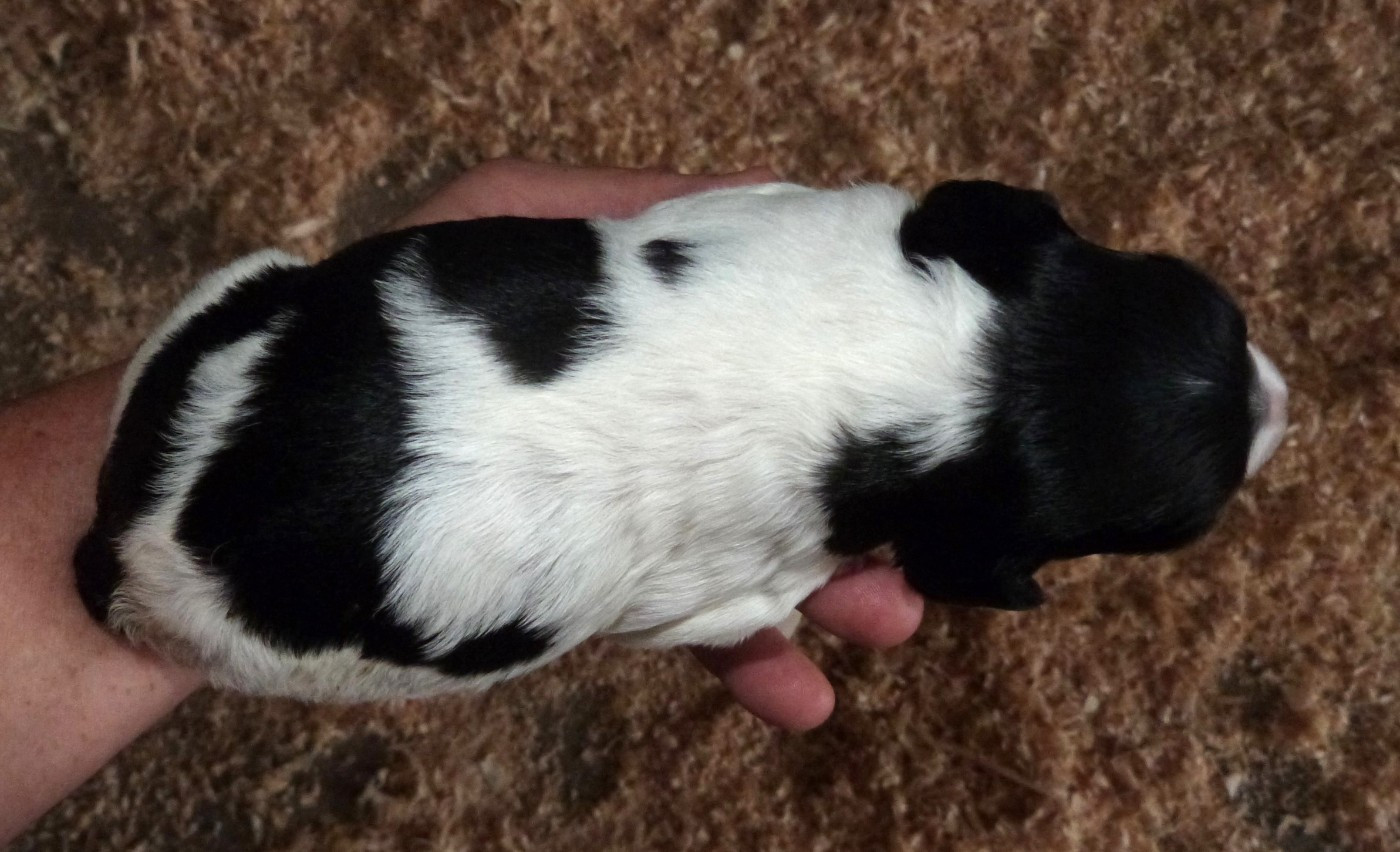 Du Coeur Ambre - Chiots disponibles - Epagneul Breton