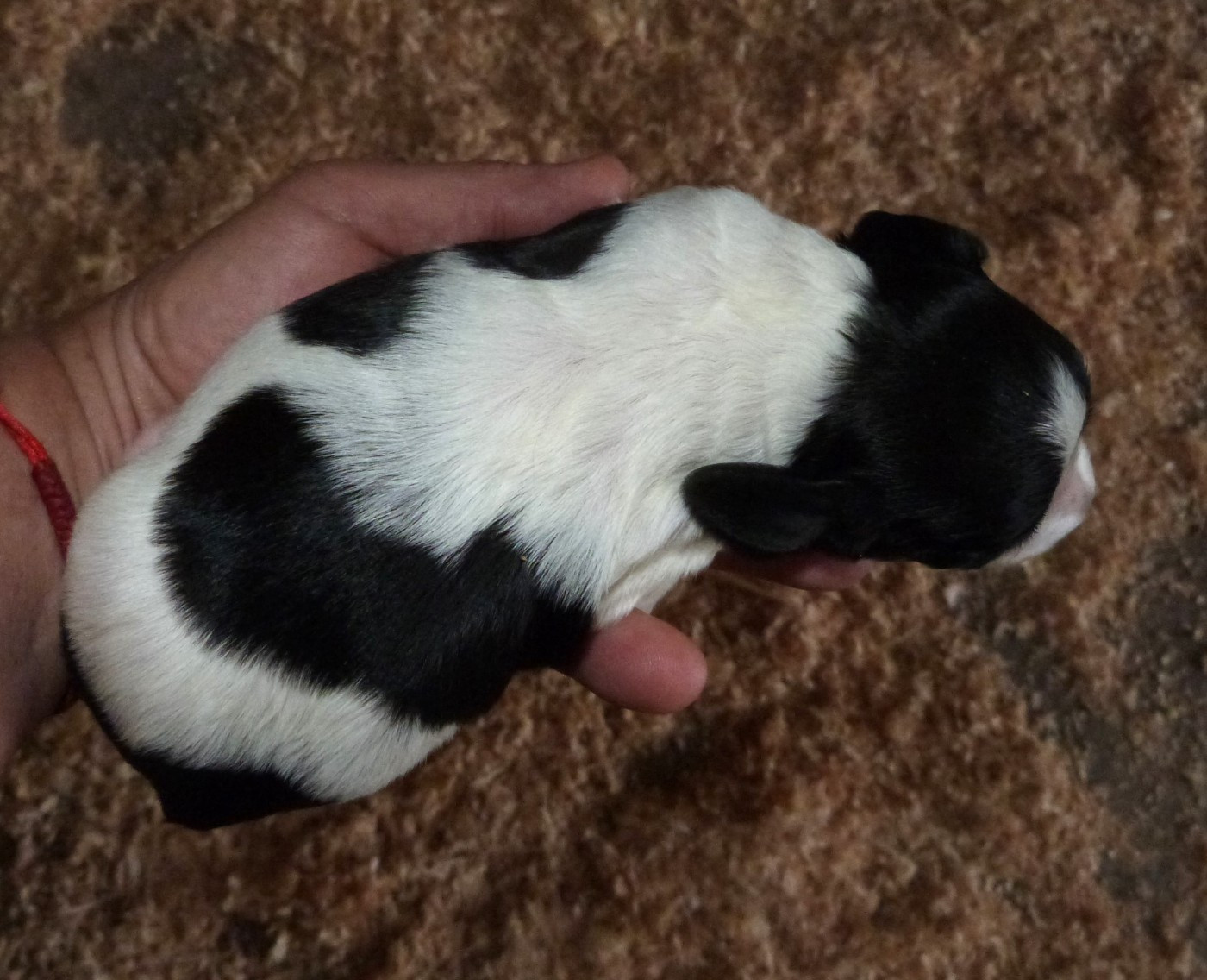Du Coeur Ambre - Chiots disponibles - Epagneul Breton