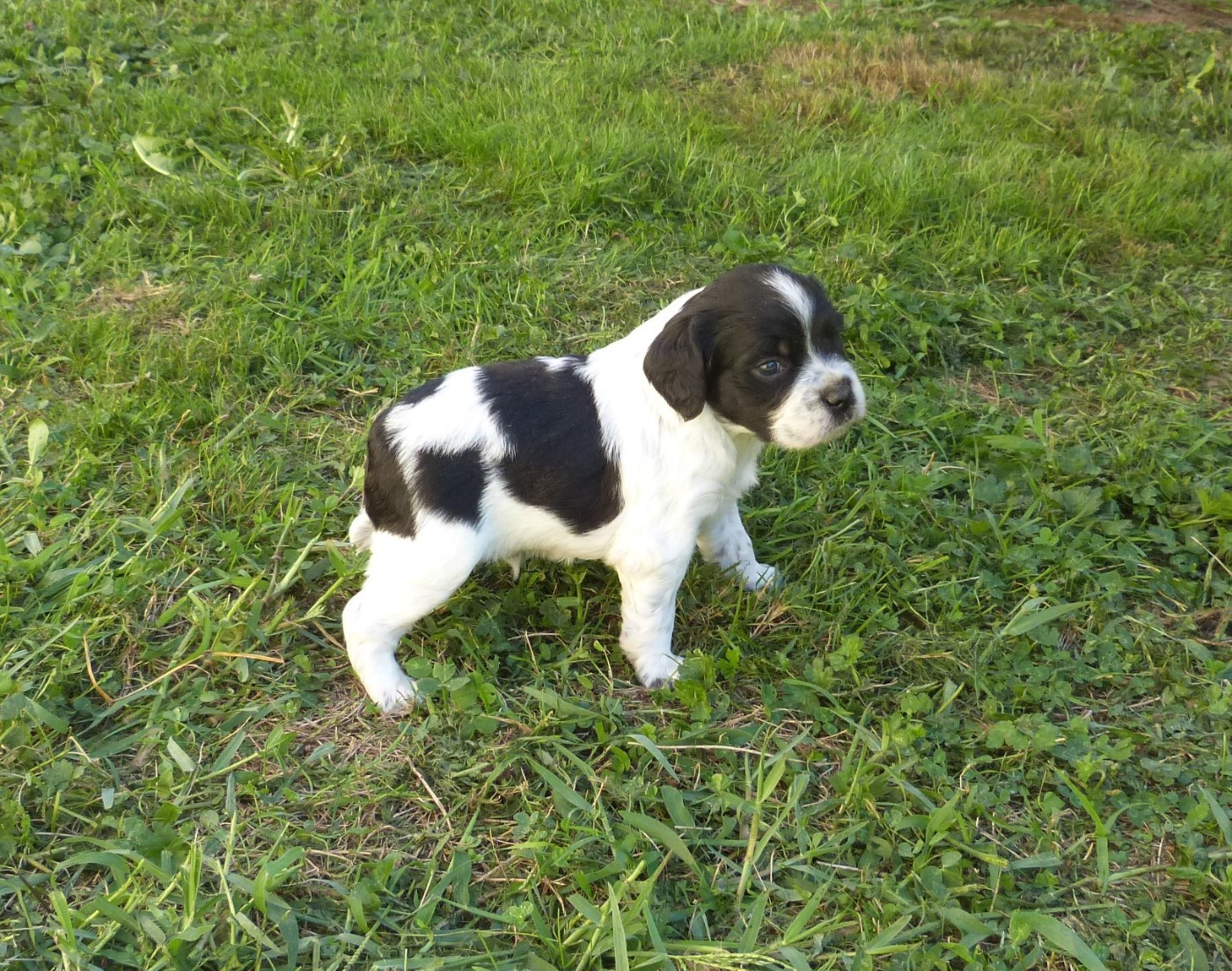 Du Coeur Ambre - Chiots disponibles - Epagneul Breton
