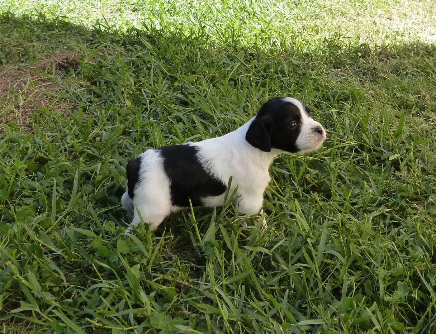 Du Coeur Ambre - Chiots disponibles - Epagneul Breton