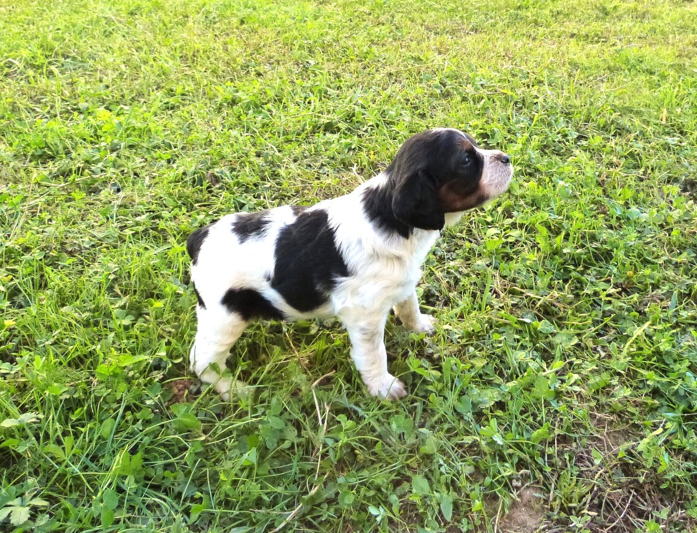 Du Coeur Ambre - Chiots disponibles - Epagneul Breton