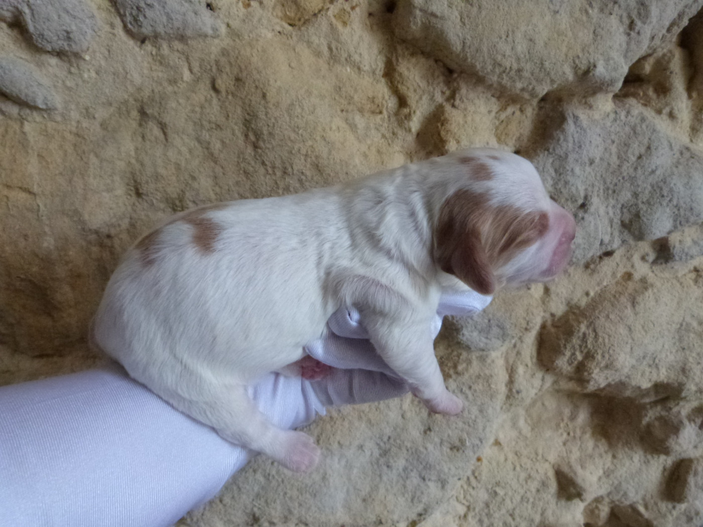 Du Coeur Ambre - Chiots disponibles - Epagneul Breton