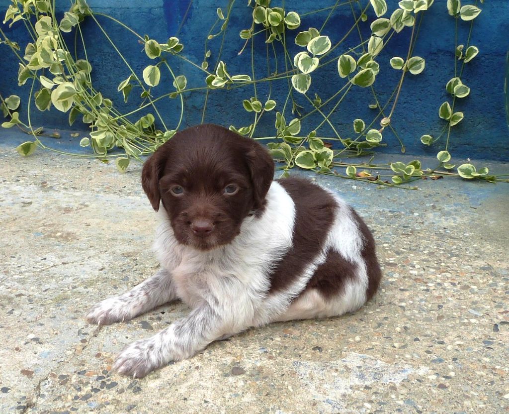 Du Coeur Ambre - Chiots disponibles - Epagneul Breton