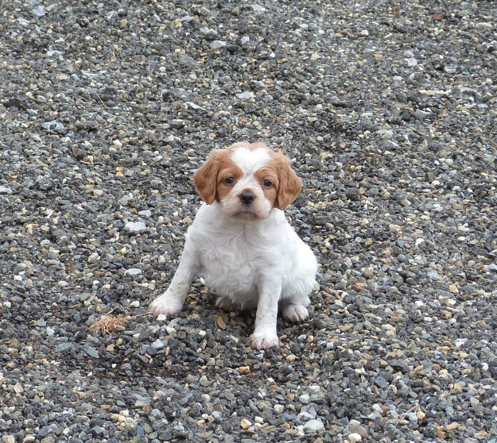 Du Coeur Ambre - Chiots disponibles - Epagneul Breton