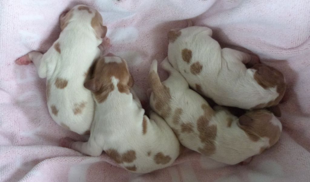 Du Coeur Ambre - Chiots disponibles - Epagneul Breton