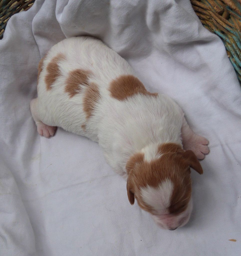 Du Coeur Ambre - Chiots disponibles - Epagneul Breton