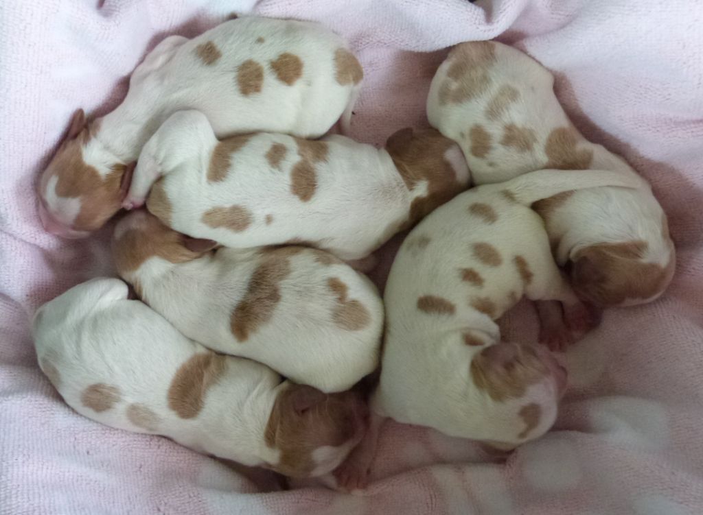 Chiot Epagneul Breton Du Coeur Ambre
