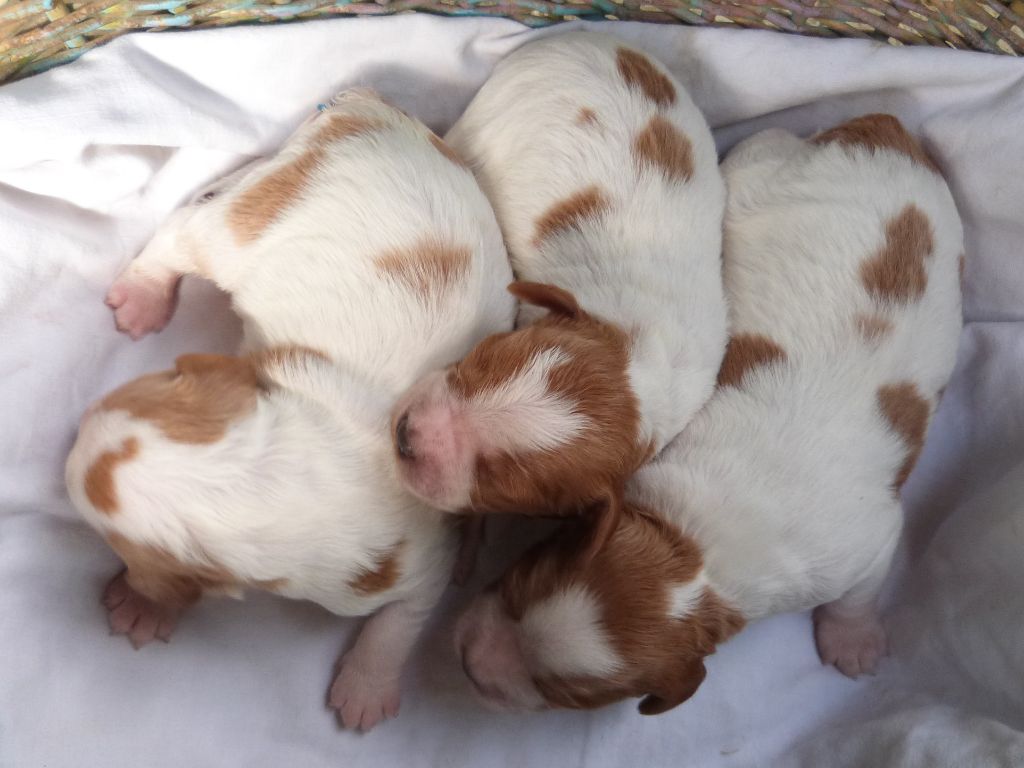 Du Coeur Ambre - Chiots disponibles - Epagneul Breton