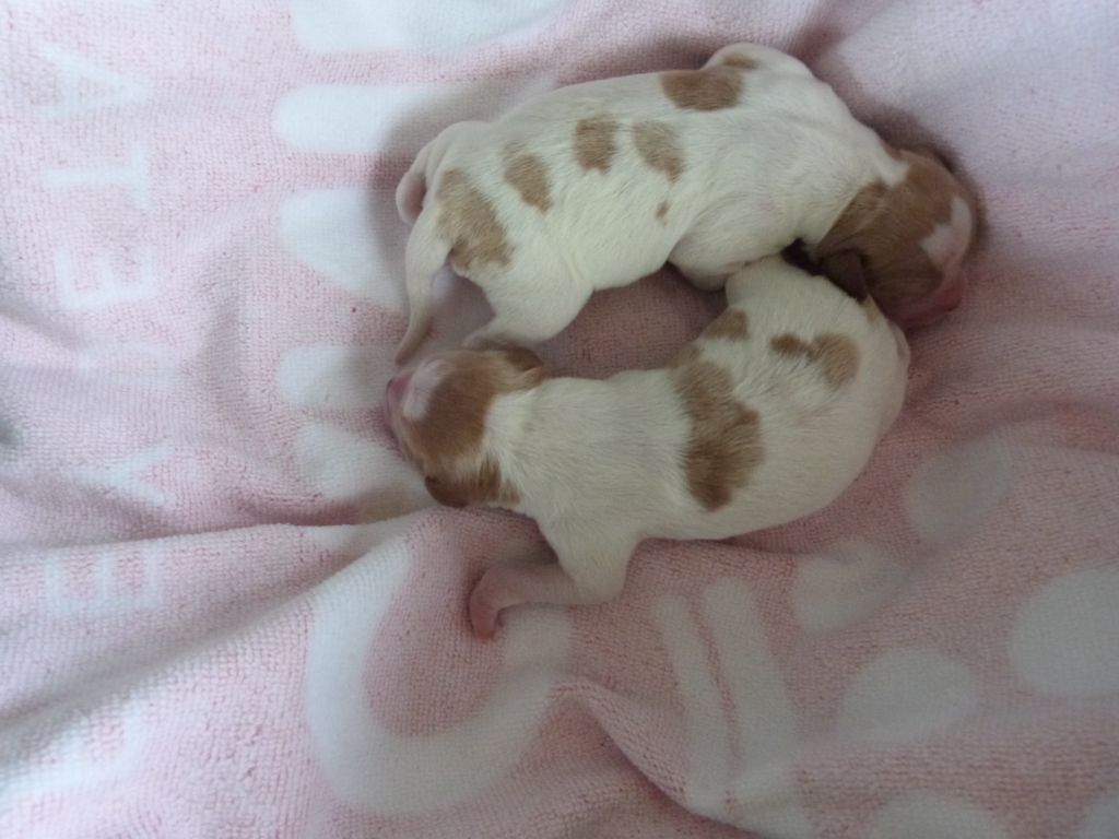 Du Coeur Ambre - Chiots disponibles - Epagneul Breton