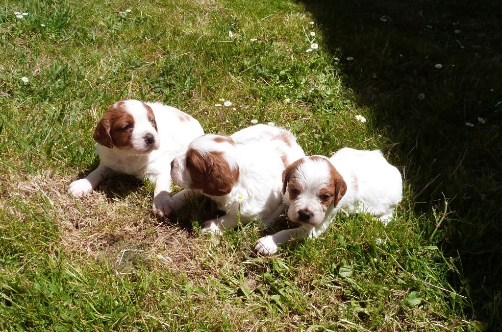 Du Coeur Ambre - Chiots disponibles - Epagneul Breton