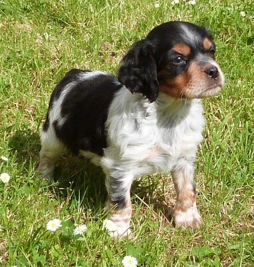 Du Coeur Ambre - Chiots disponibles - Epagneul Breton