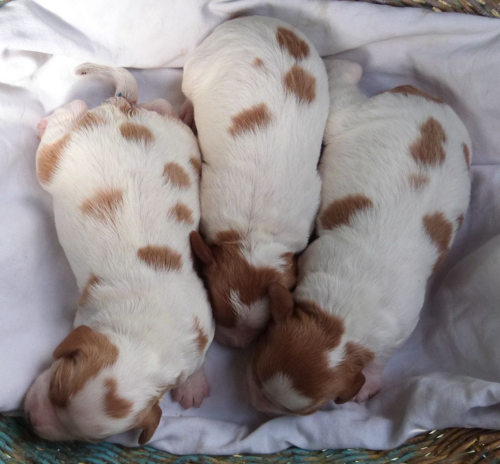Du Coeur Ambre - Chiots disponibles - Epagneul Breton