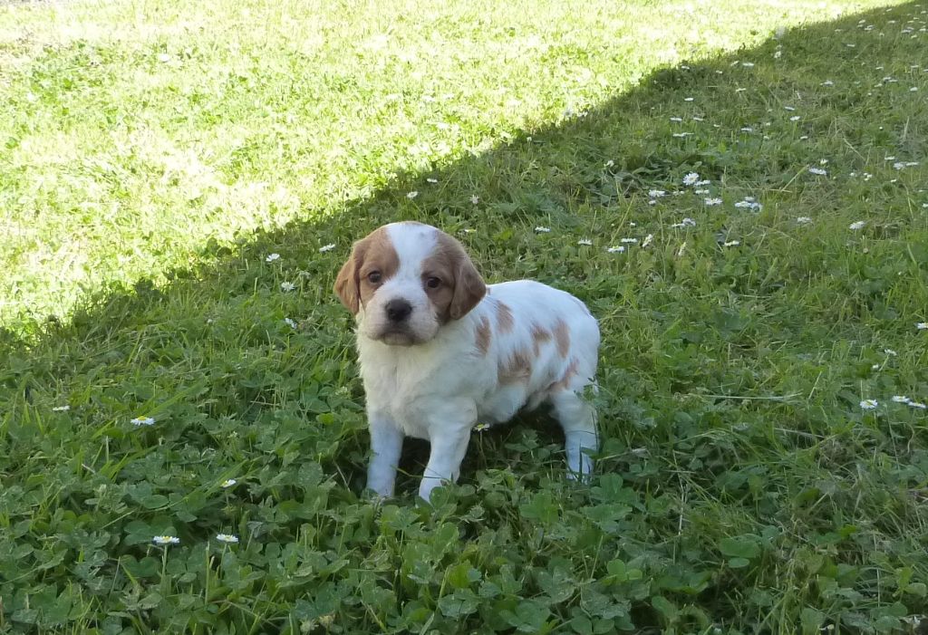 Du Coeur Ambre - Chiots disponibles - Epagneul Breton
