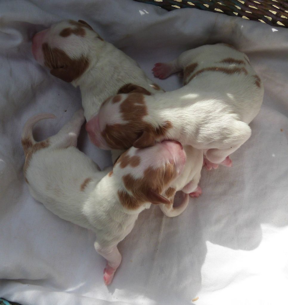 Du Coeur Ambre - Chiots disponibles - Epagneul Breton