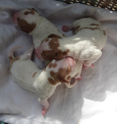 CHIOT
