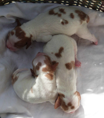CHIOT