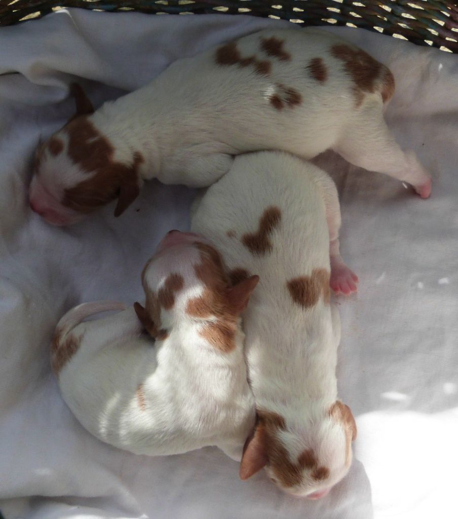 Du Coeur Ambre - Chiots disponibles - Epagneul Breton
